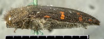 Media type: image;   Entomology 24431 Aspect: habitus lateral view